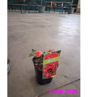 Rosa 'Rote The Fairy' C 1,4 L